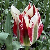 Tulipan Flaming Springgreen 5 løg